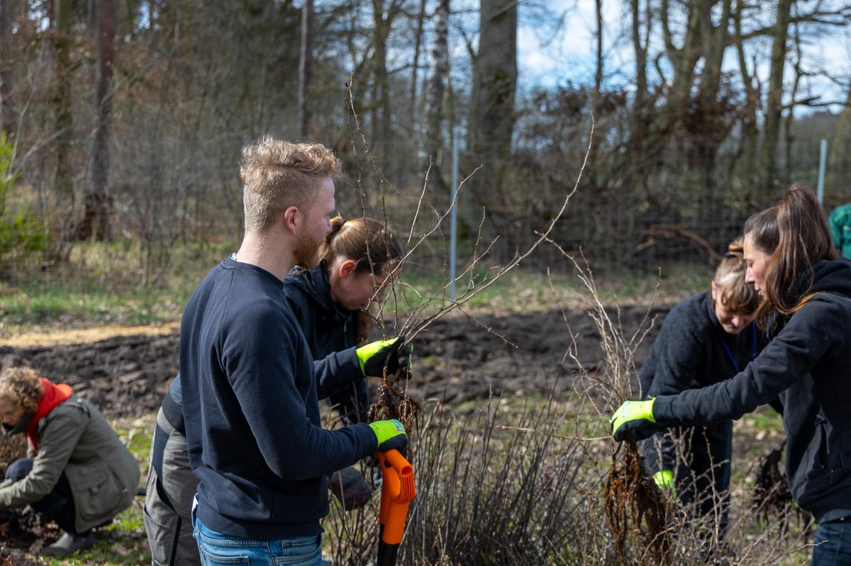 Die Setzlinge werden vor dem Pflanzen getaucht März 2024