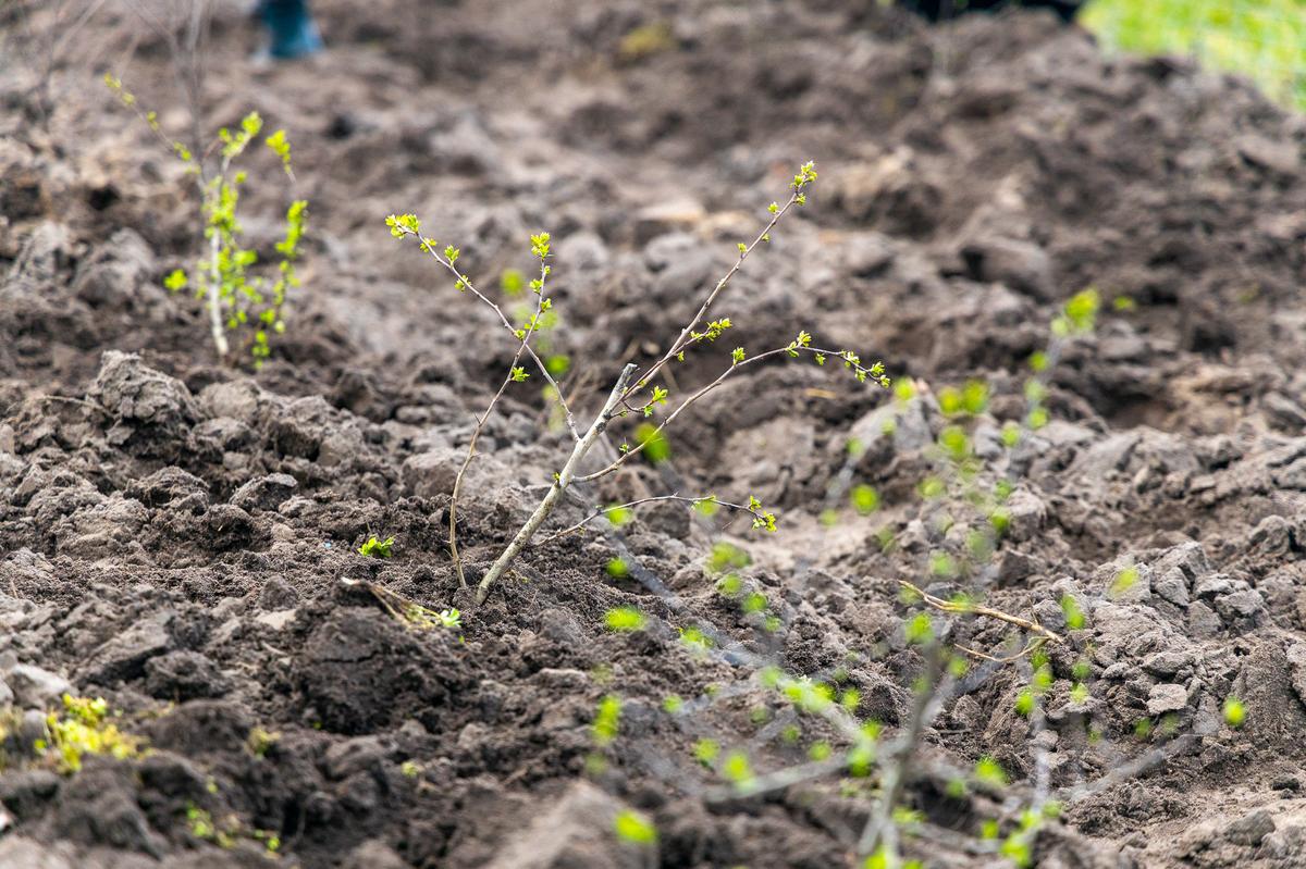 Weißdorn für den Waldrand März 2024