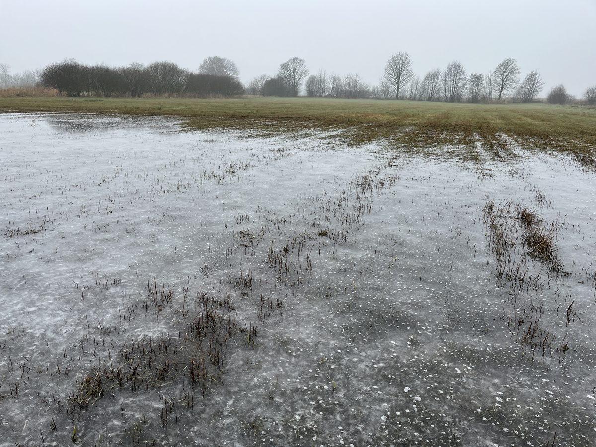 Die Klimawaldfläche im Januar 2026